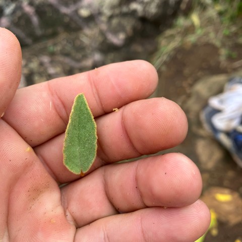 a close up of a hand holding a small rock