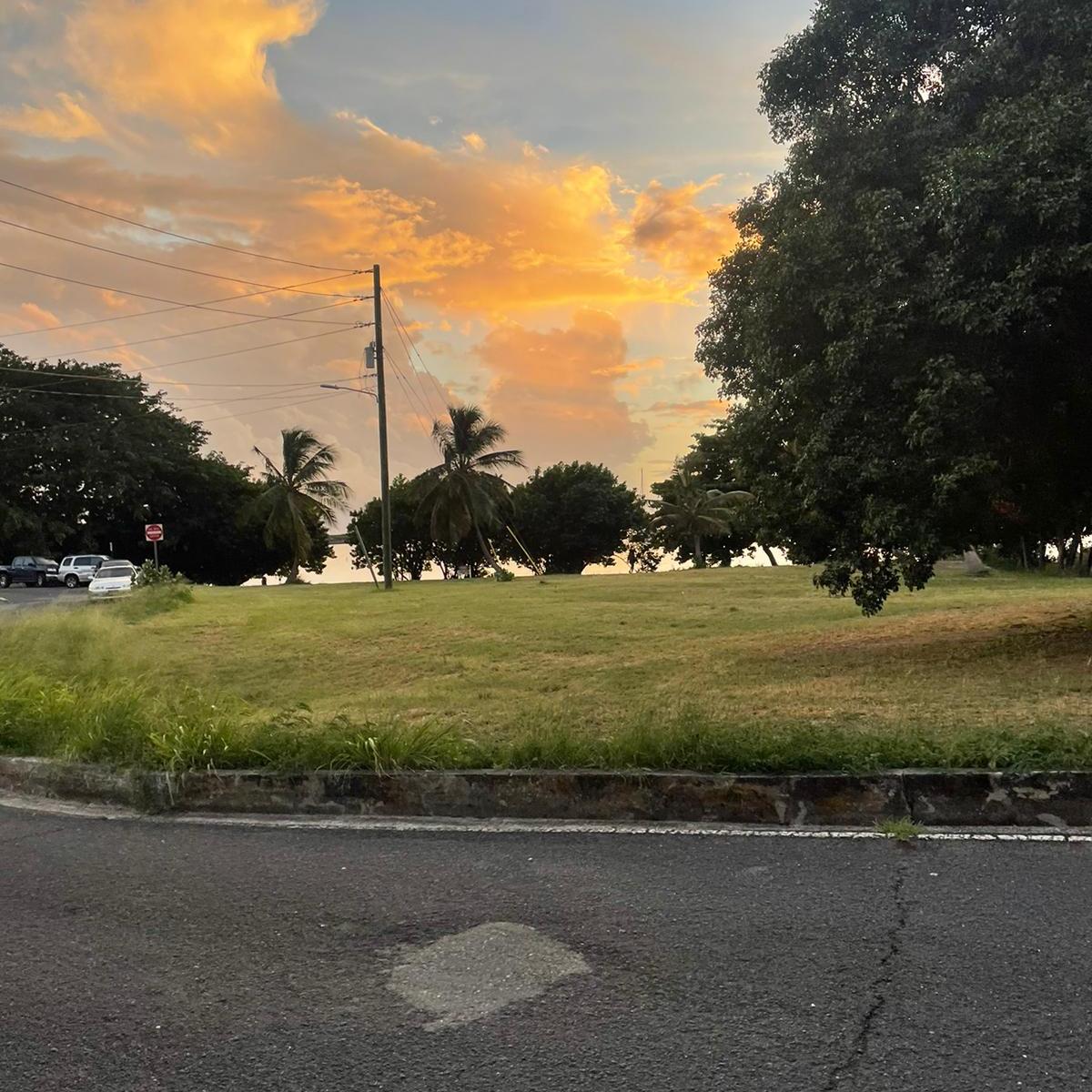 a tree in a parking lot
